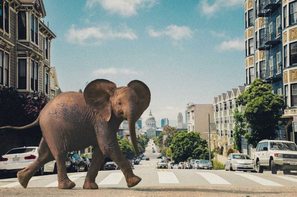 Elephant - Walking Tour