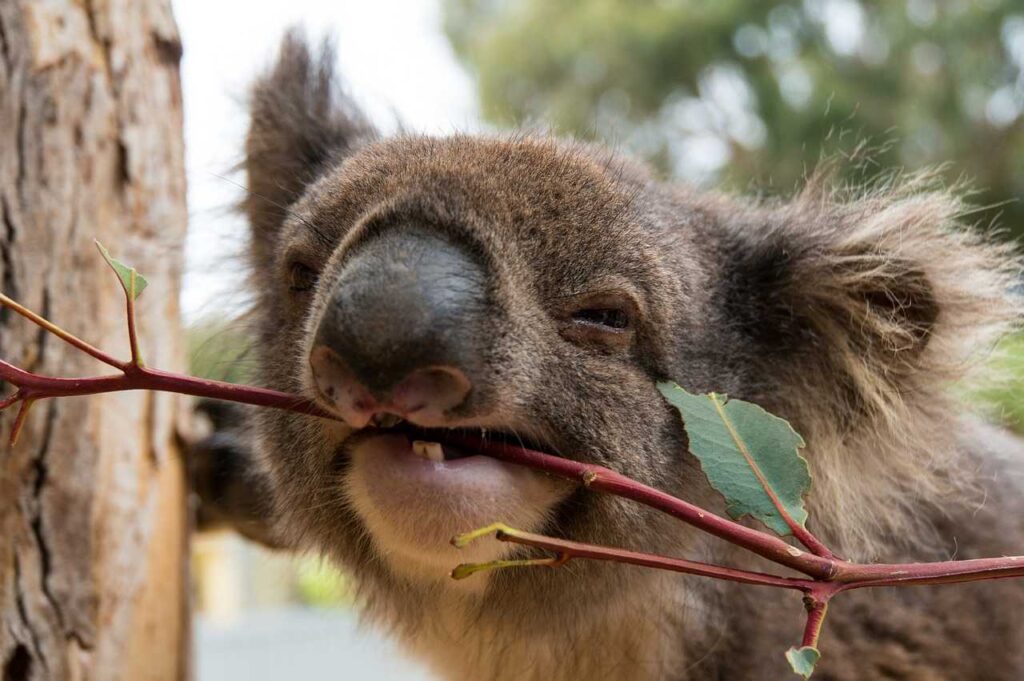 Koala smiling while eating