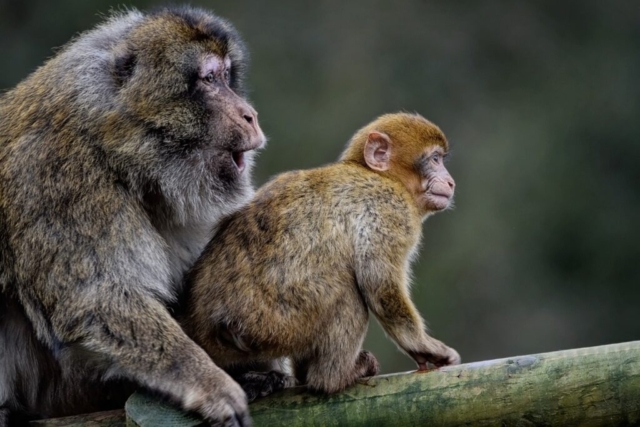 Monkey Exhibit