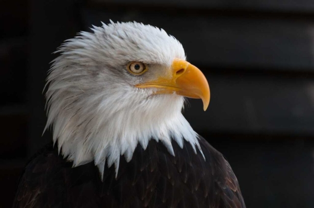 Eagle Exhibit