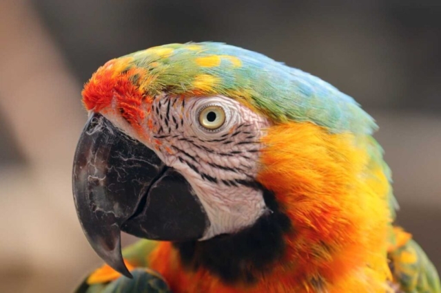 Parrot Exhibit