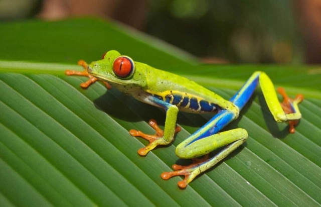 Frog Exhibit