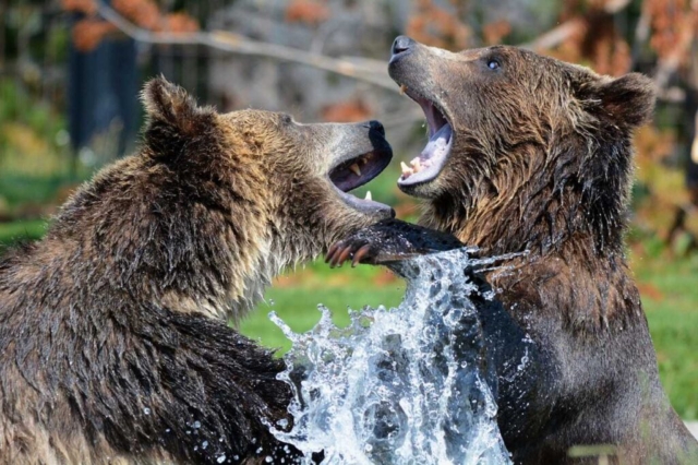 Grizzly Bear Exhibit