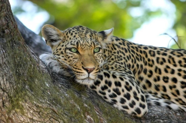 Leopard Exhibit