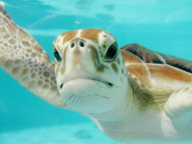 Sea Turtle Exhibit