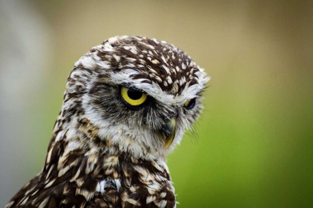 Owl Exhibit