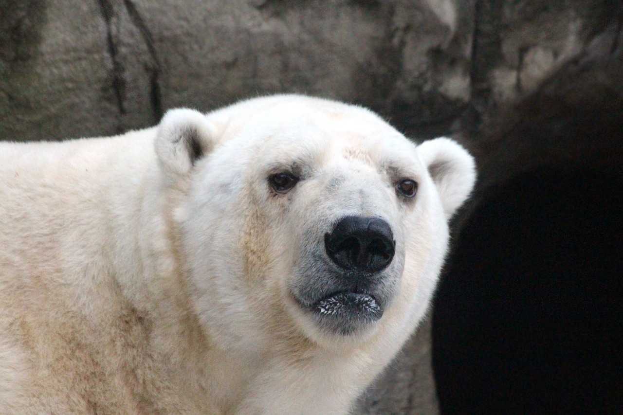 Polar Bear