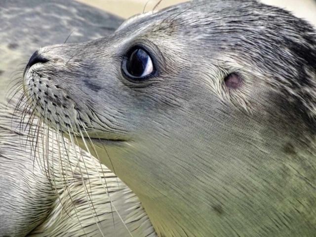 Seal Exhibit