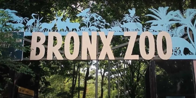 Bronx Zoo