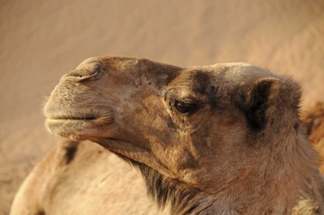 Camel Exhibit