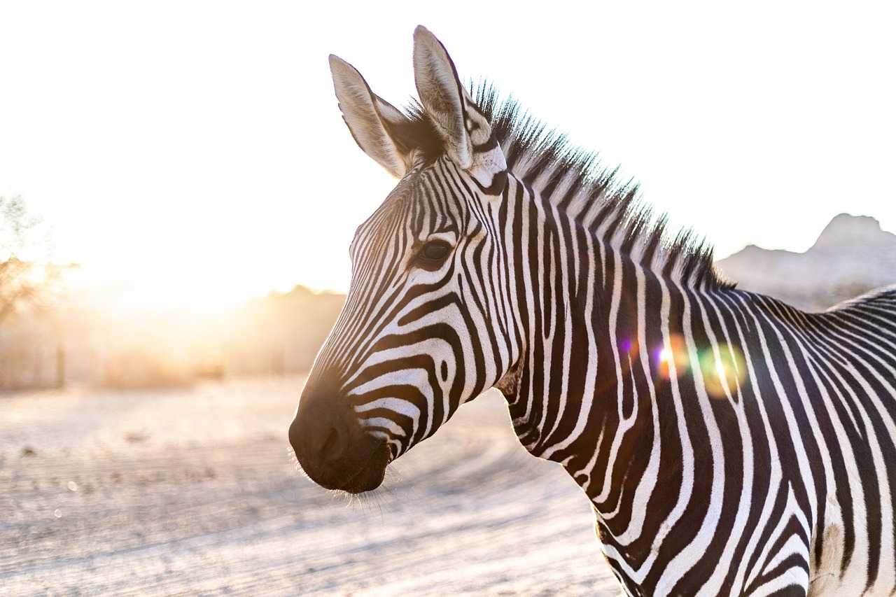 Zebra Exhibit