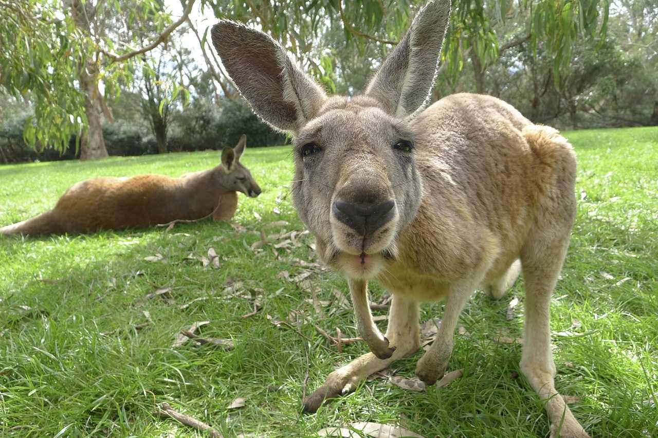 Kangaroo Exhibit