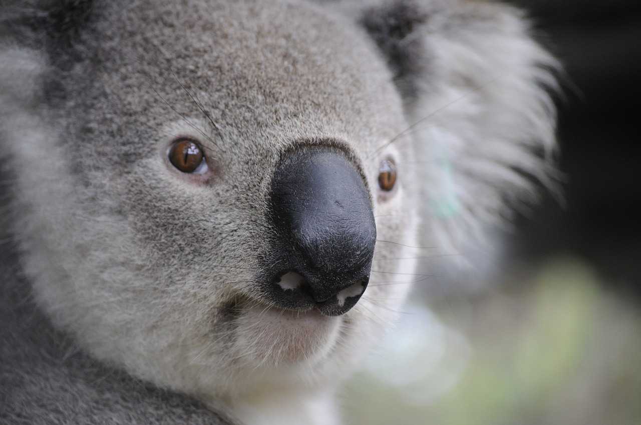 Koala Exhibit