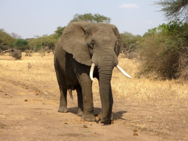 Elephant Exhibit