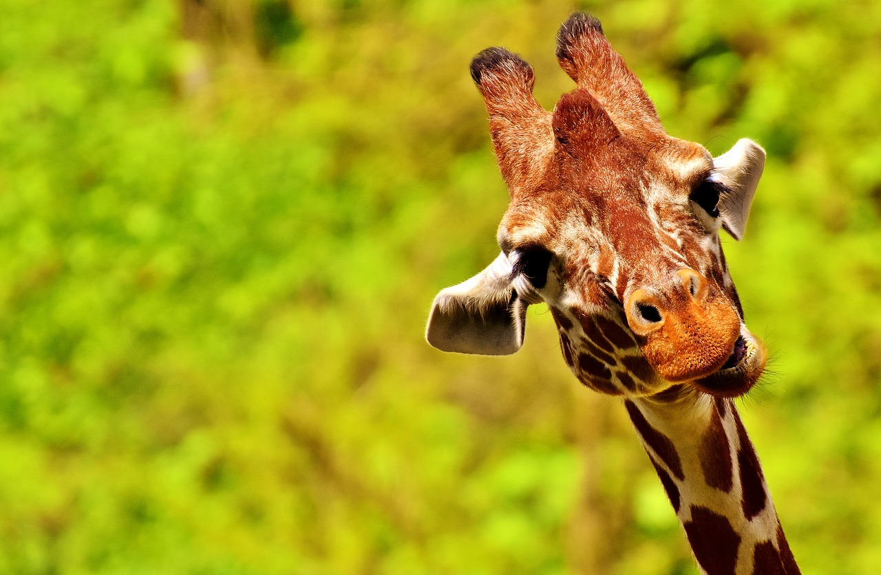 Giraffe Exhibit