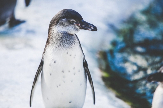 Penguin Exhibit